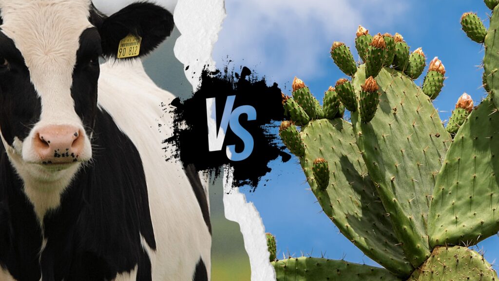 cactus leather vs cow hide